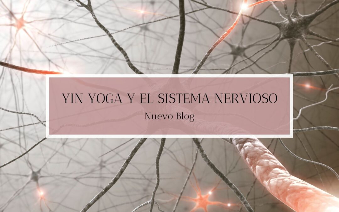 Yin Yoga y el sistema nervioso